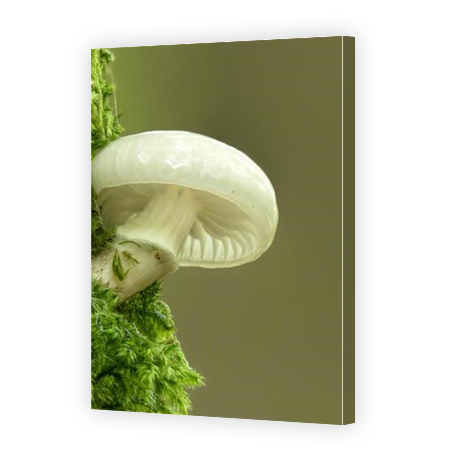 Thumbnail for Canvas - Mirror Image Canvas Wrap