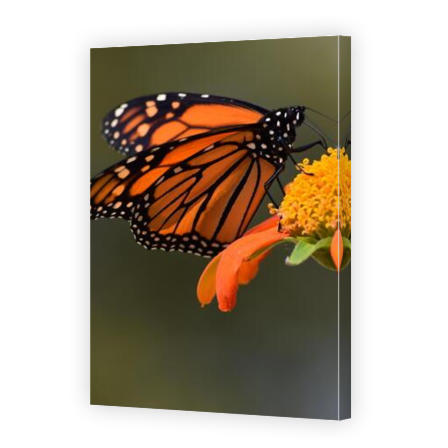 Thumbnail for Canvas - Mirror Image Canvas Wrap