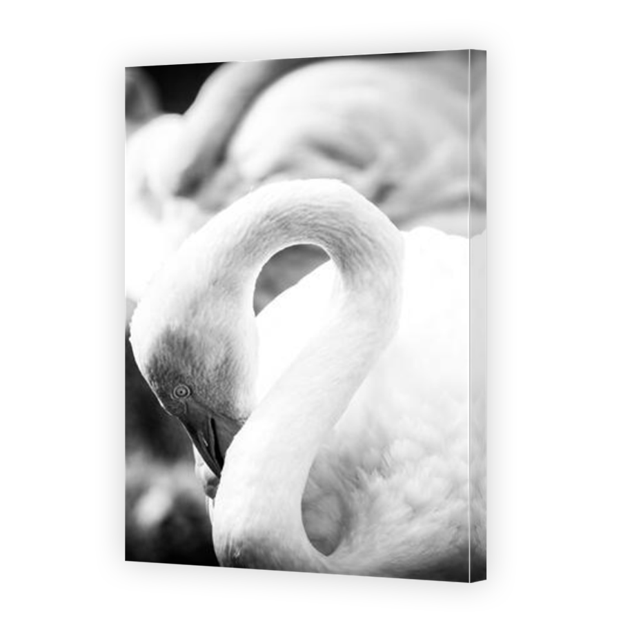Thumbnail for Canvas - Mirror Image Canvas Wrap