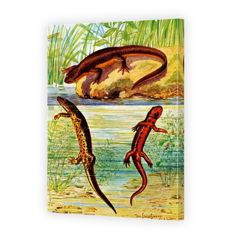 Thumbnail for Canvas - Mirror Image Canvas Wrap