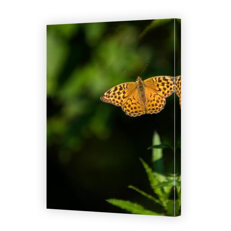 Thumbnail for Canvas - Mirror Image Canvas Wrap