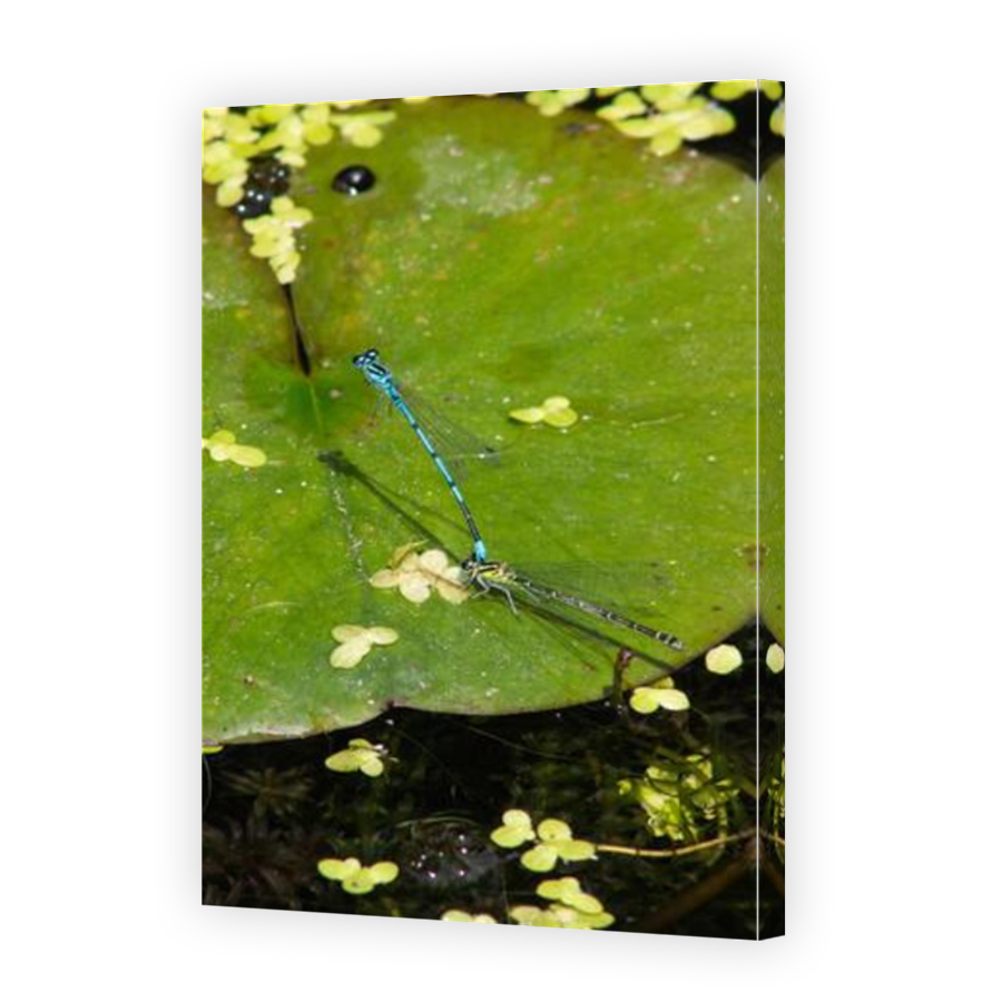Thumbnail for Canvas - Mirror Image Canvas Wrap