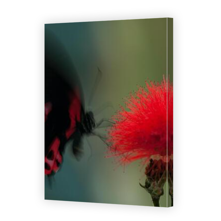 Thumbnail for Canvas - Mirror Image Canvas Wrap