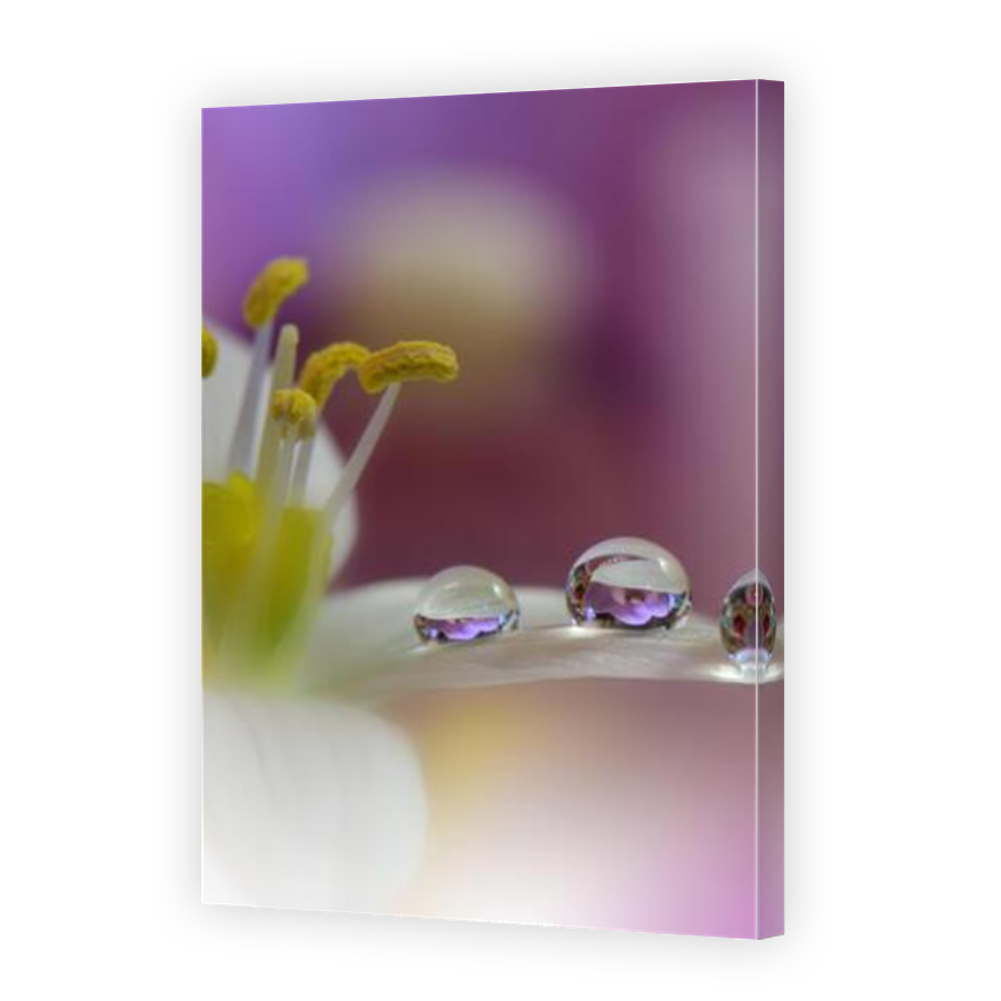 Thumbnail for Canvas - Mirror Image Canvas Wrap