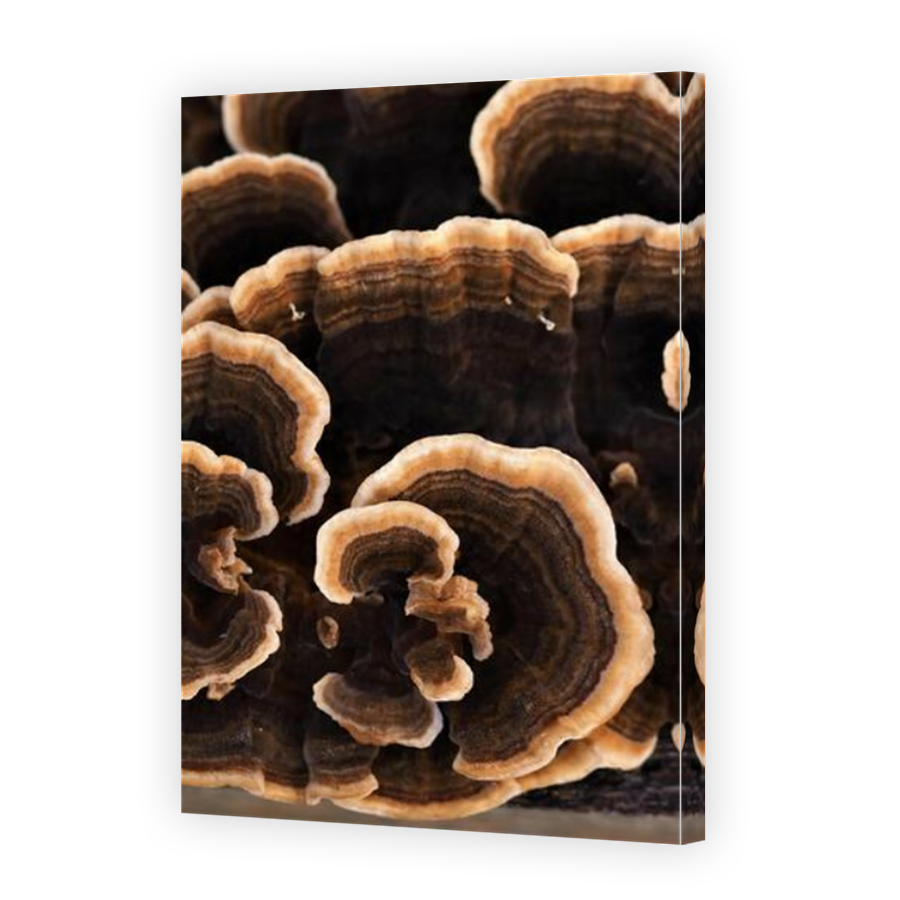 Thumbnail for Canvas - Mirror Image Canvas Wrap