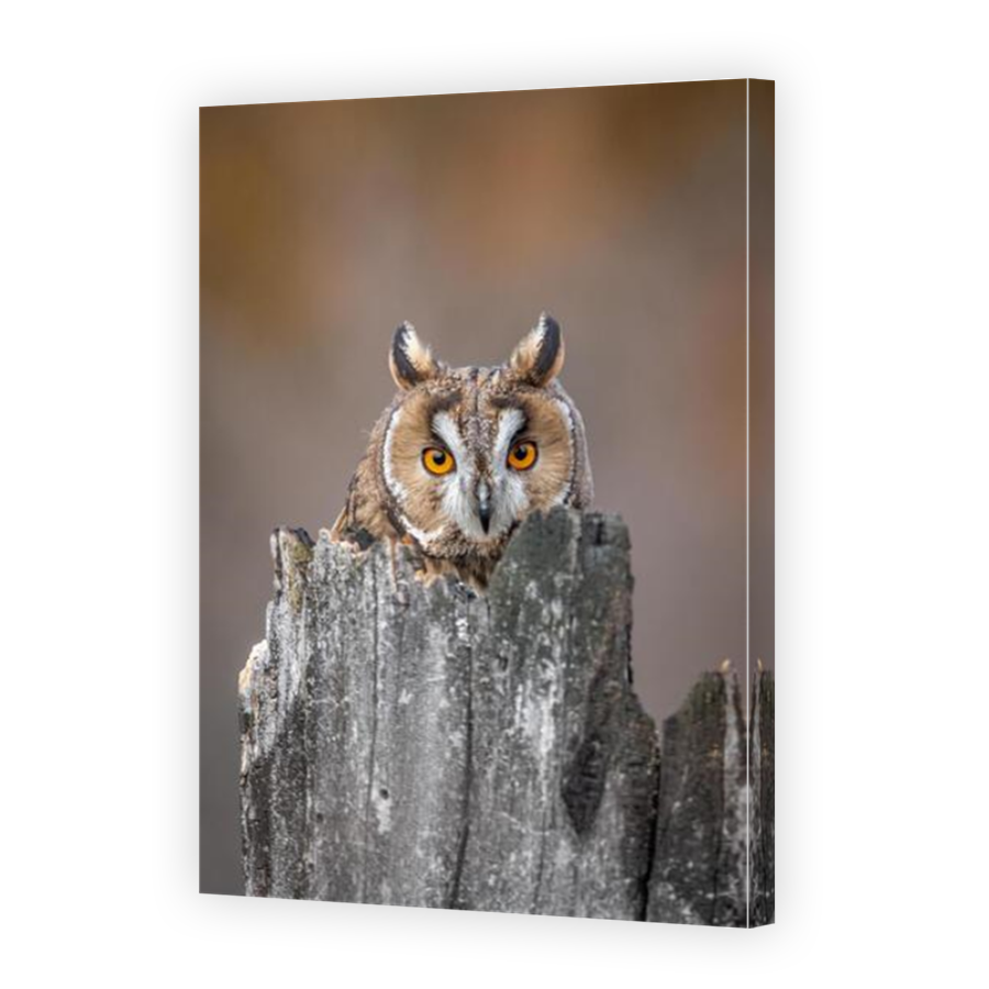 Thumbnail for Canvas - Mirror Image Canvas Wrap