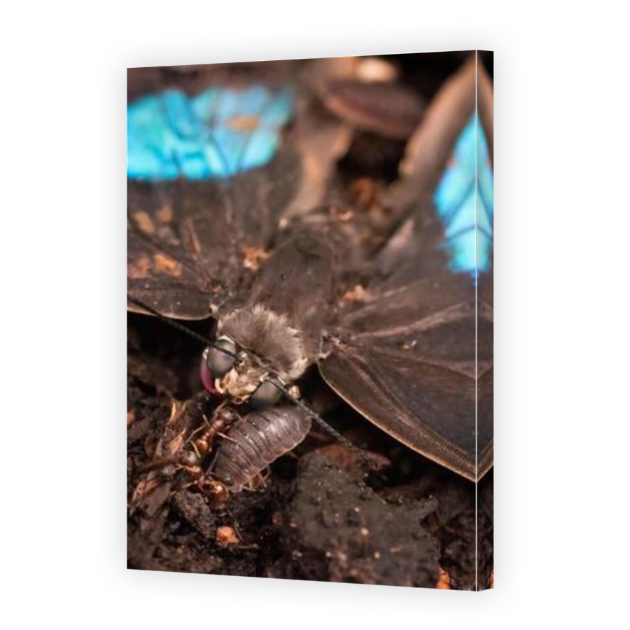 Thumbnail for Canvas - Mirror Image Canvas Wrap