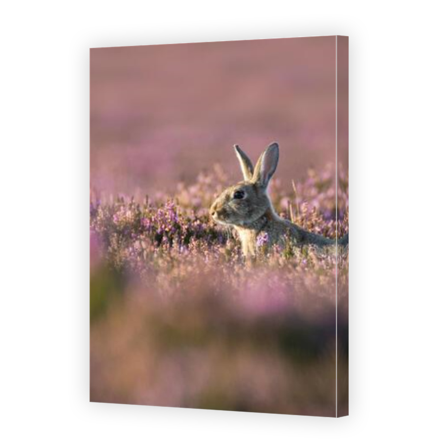 Thumbnail for Canvas - Mirror Image Canvas Wrap