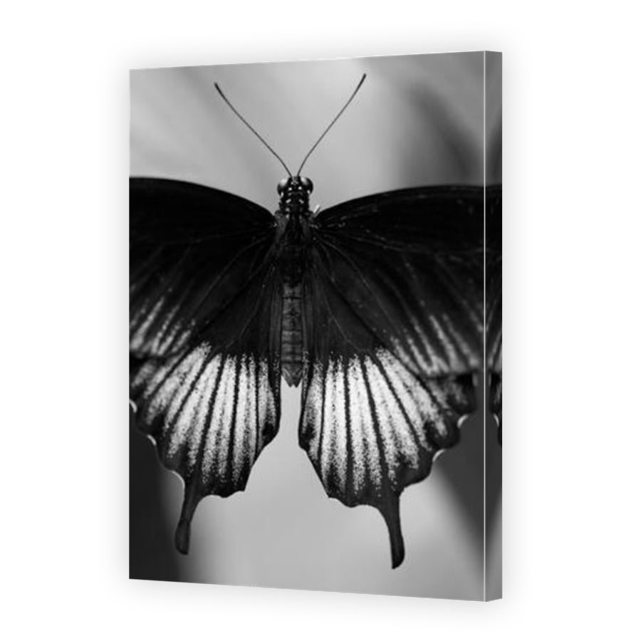 Thumbnail for Canvas - Mirror Image Canvas Wrap