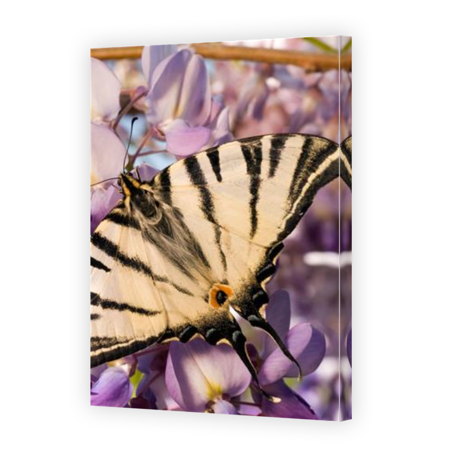 Thumbnail for Canvas - Mirror Image Canvas Wrap