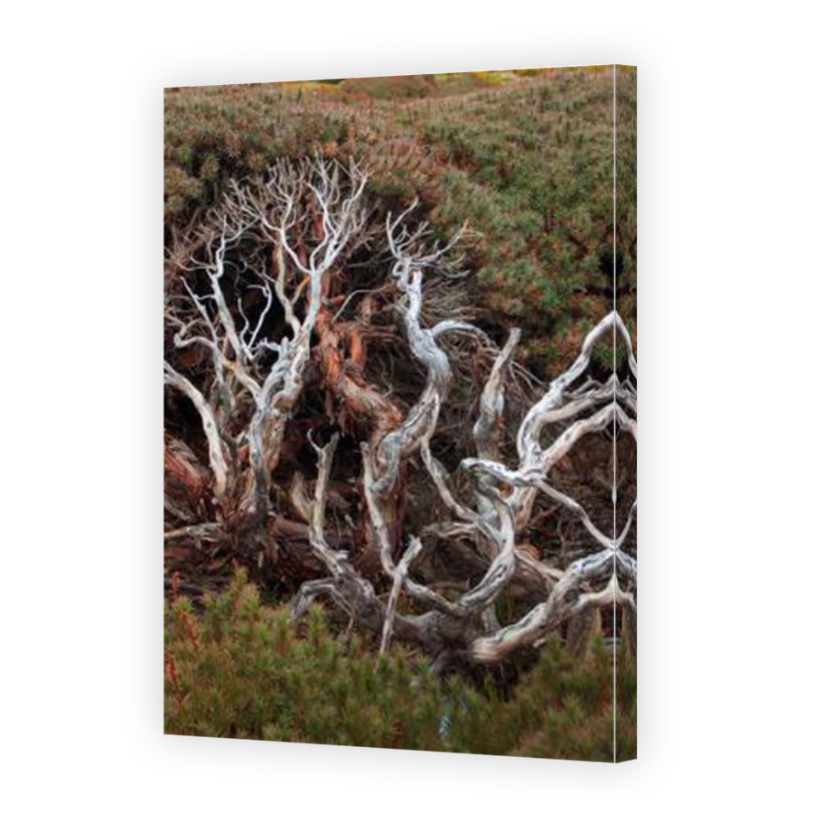 Thumbnail for Canvas - Mirror Image Canvas Wrap