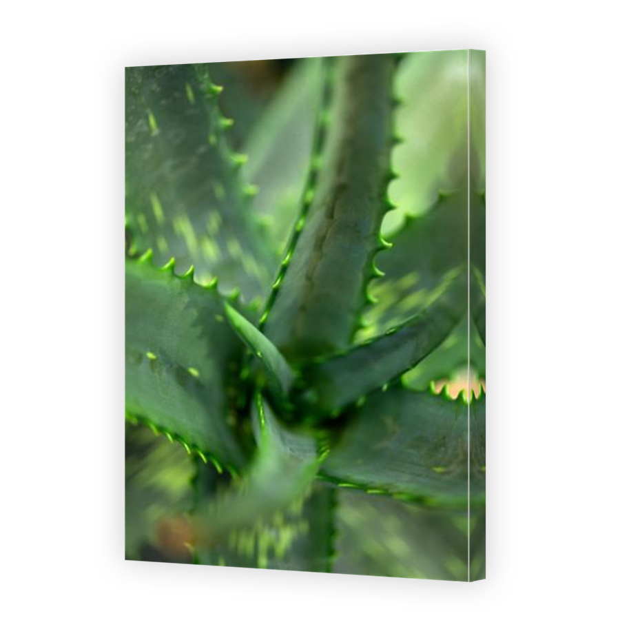 Thumbnail for Canvas - Mirror Image Canvas Wrap
