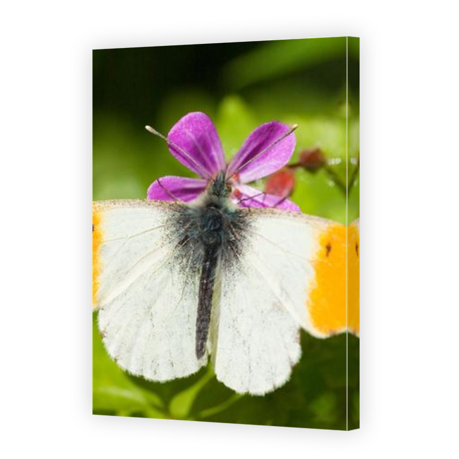 Thumbnail for Canvas - Mirror Image Canvas Wrap