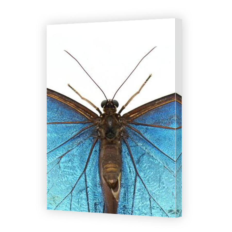 Thumbnail for Canvas - Mirror Image Canvas Wrap