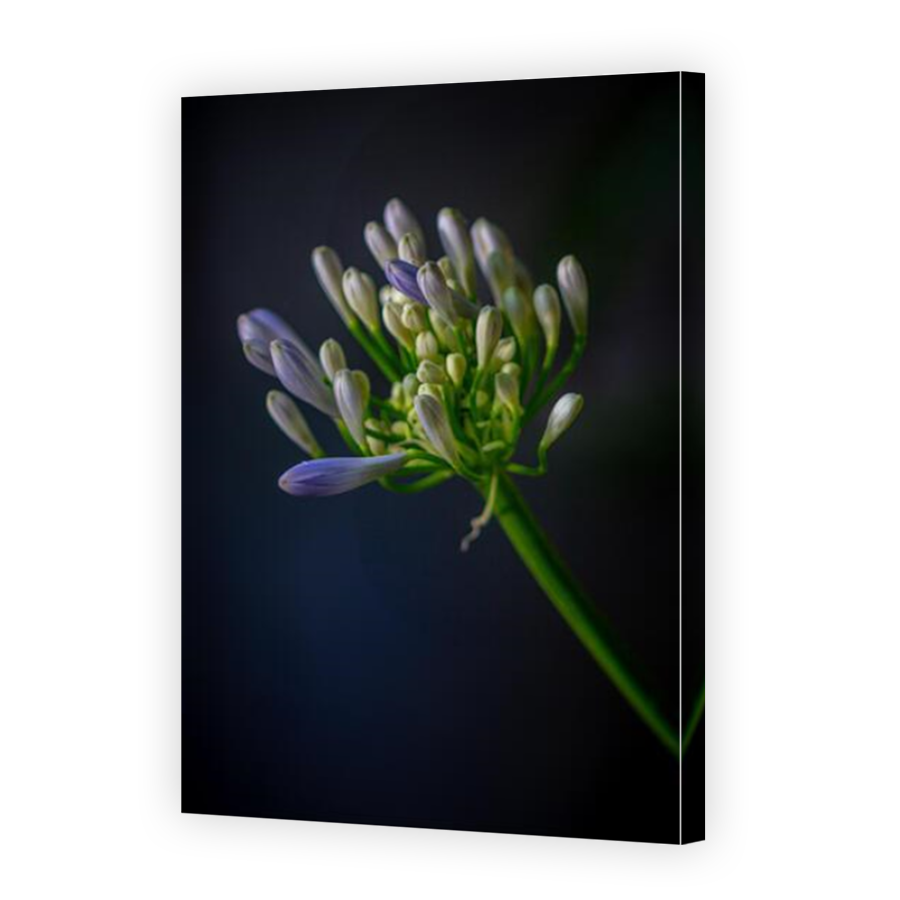 Thumbnail for Canvas - Mirror Image Canvas Wrap