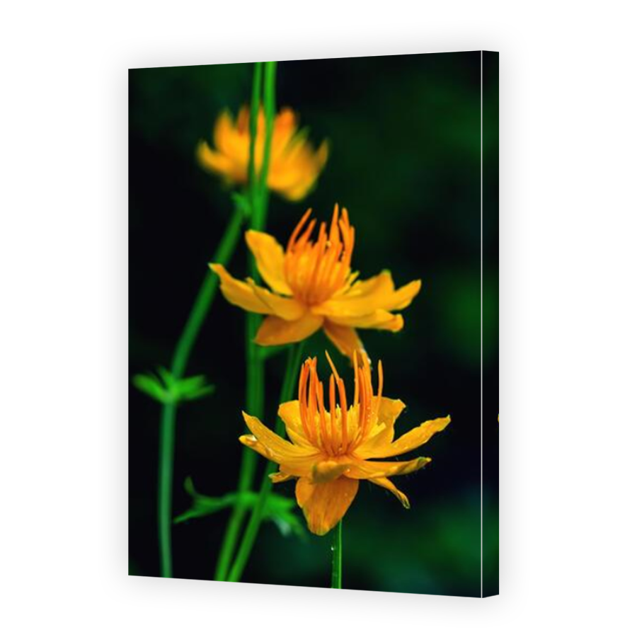 Thumbnail for Canvas - Mirror Image Canvas Wrap