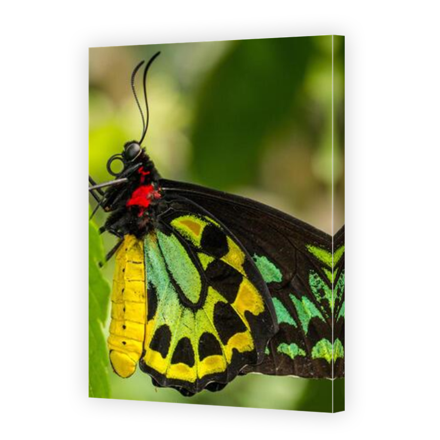 Thumbnail for Canvas - Mirror Image Canvas Wrap