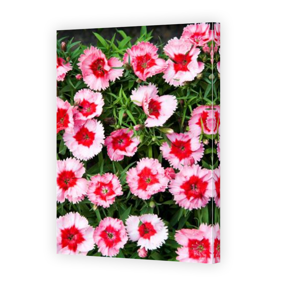 Thumbnail for Canvas - Mirror Image Canvas Wrap