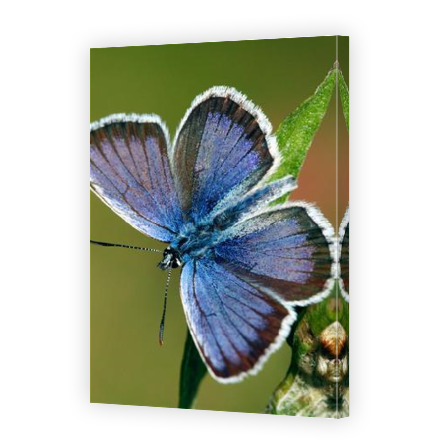 Thumbnail for Canvas - Mirror Image Canvas Wrap