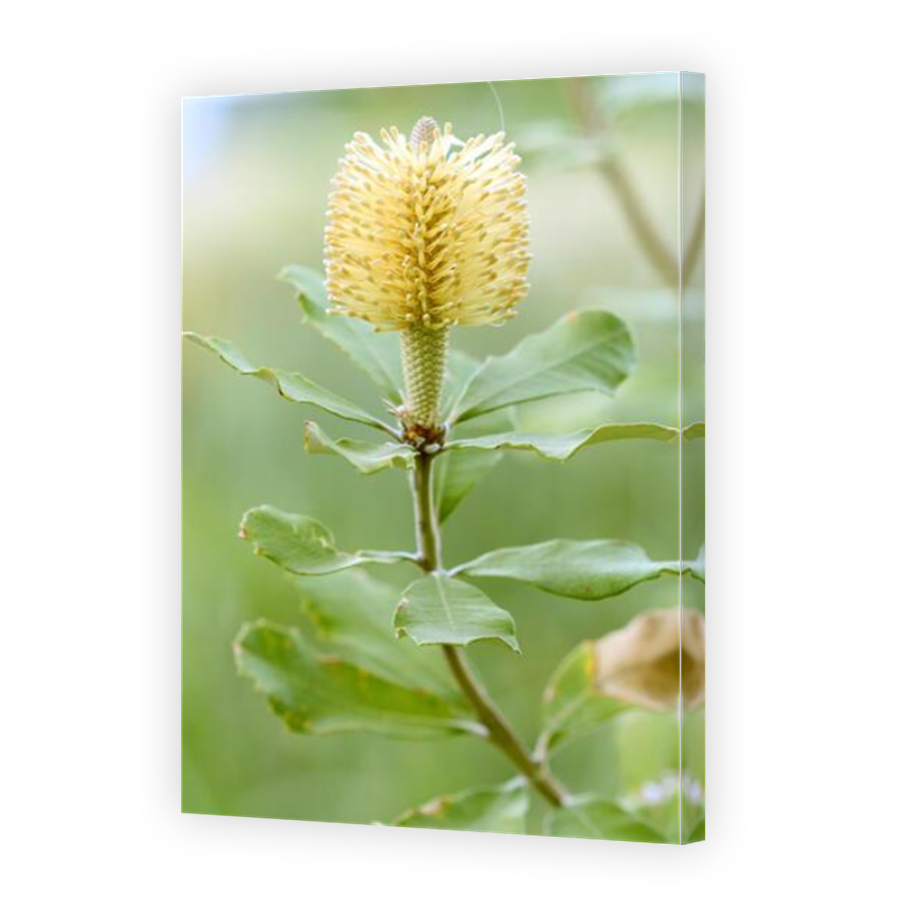 Thumbnail for Canvas - Mirror Image Canvas Wrap