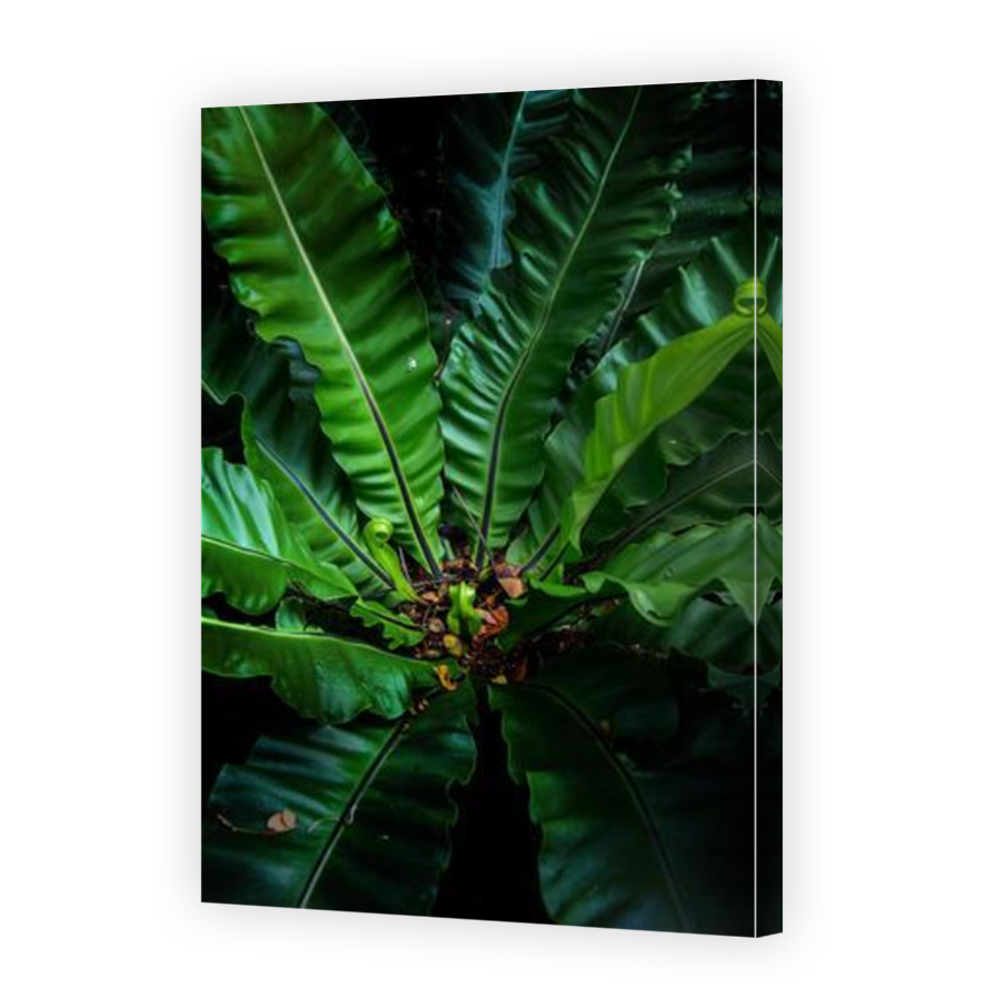 Thumbnail for Canvas - Mirror Image Canvas Wrap