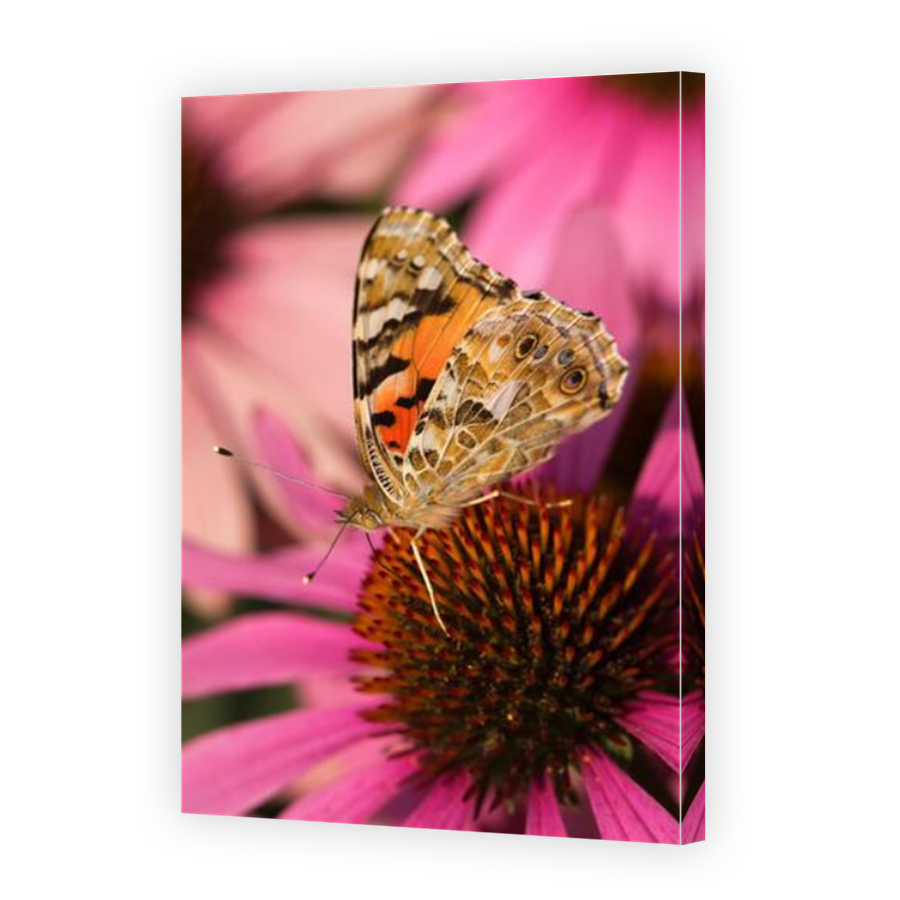 Thumbnail for Canvas - Mirror Image Canvas Wrap