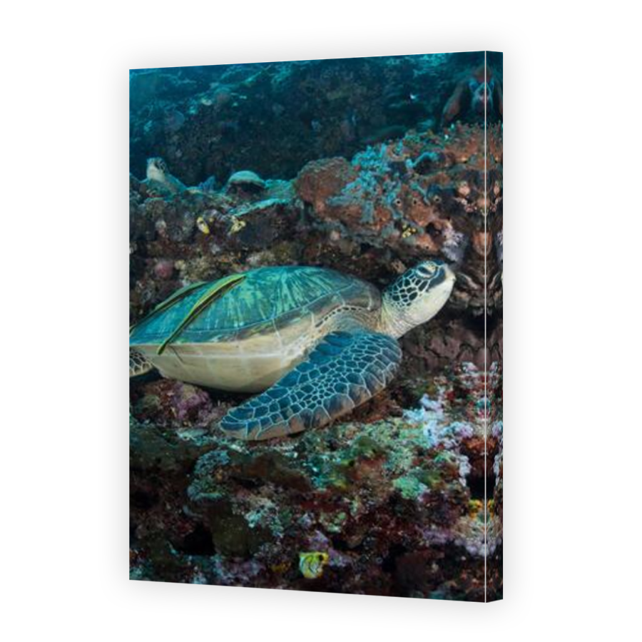 Thumbnail for Canvas - Mirror Image Canvas Wrap