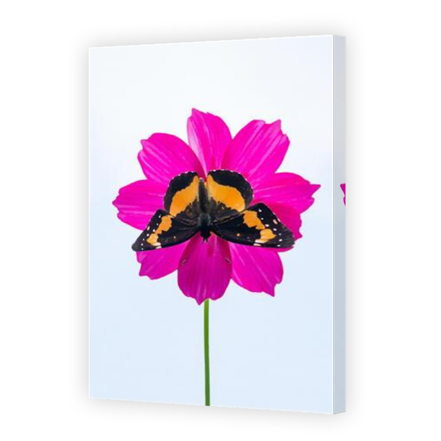 Thumbnail for Canvas - Mirror Image Canvas Wrap