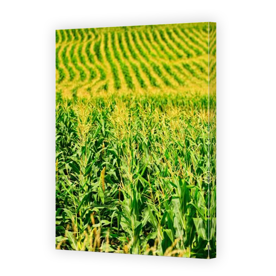 Thumbnail for Canvas - Mirror Image Canvas Wrap