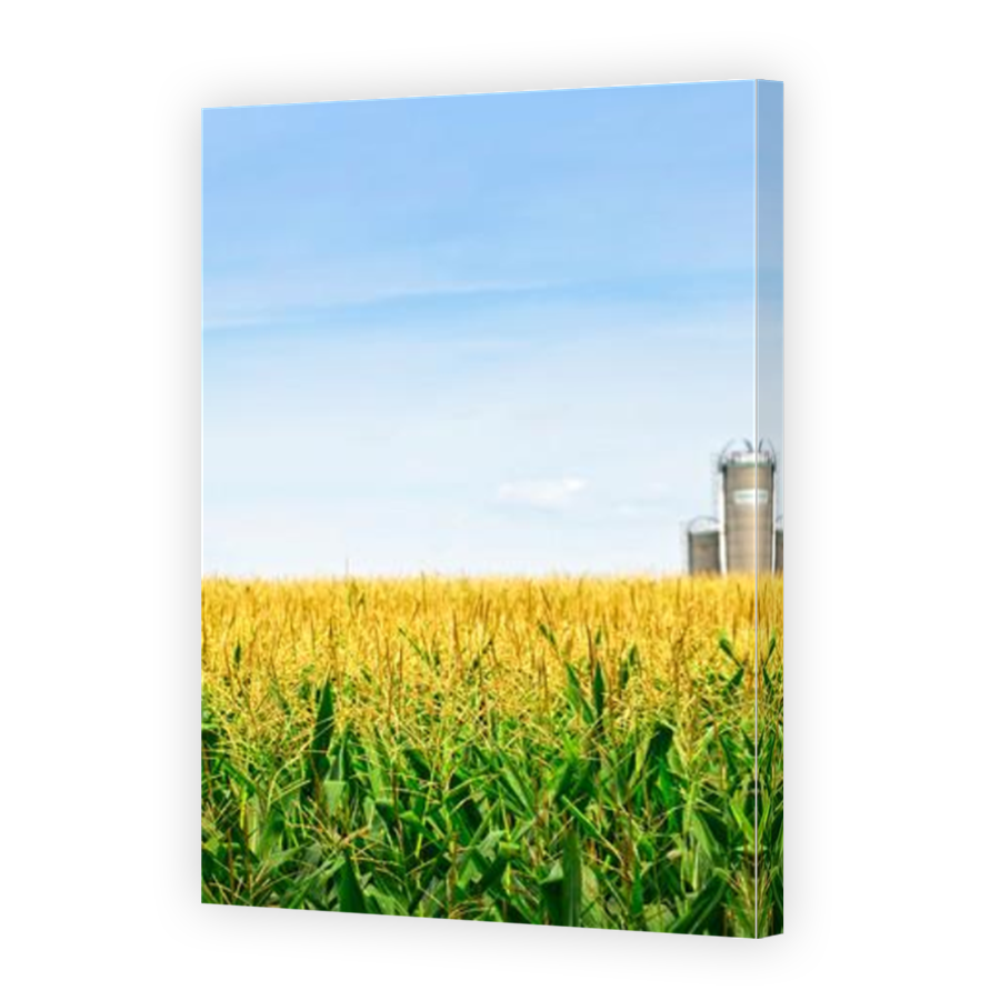 Thumbnail for Canvas - Mirror Image Canvas Wrap