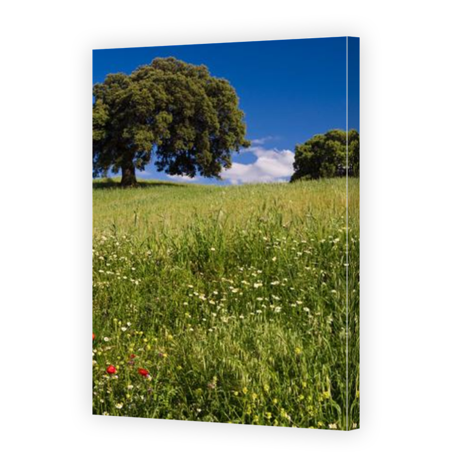 Thumbnail for Canvas - Mirror Image Canvas Wrap