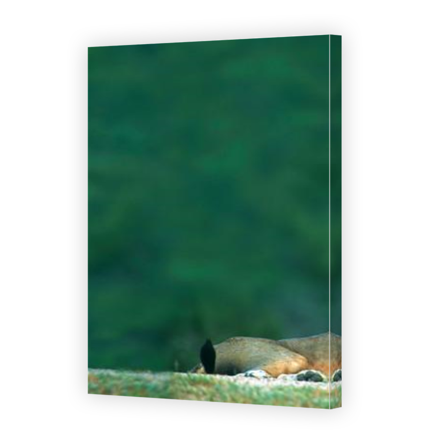 Thumbnail for Canvas - Mirror Image Canvas Wrap