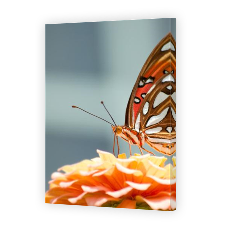 Thumbnail for Canvas - Mirror Image Canvas Wrap