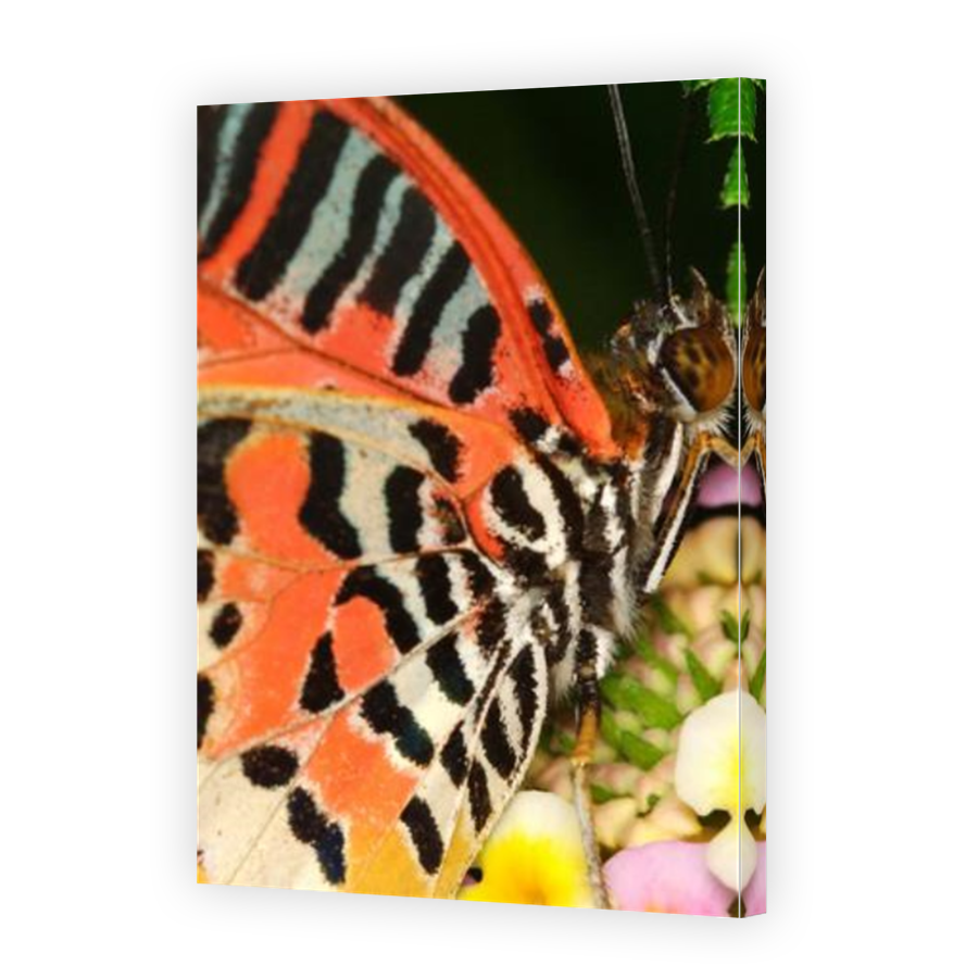 Thumbnail for Canvas - Mirror Image Canvas Wrap