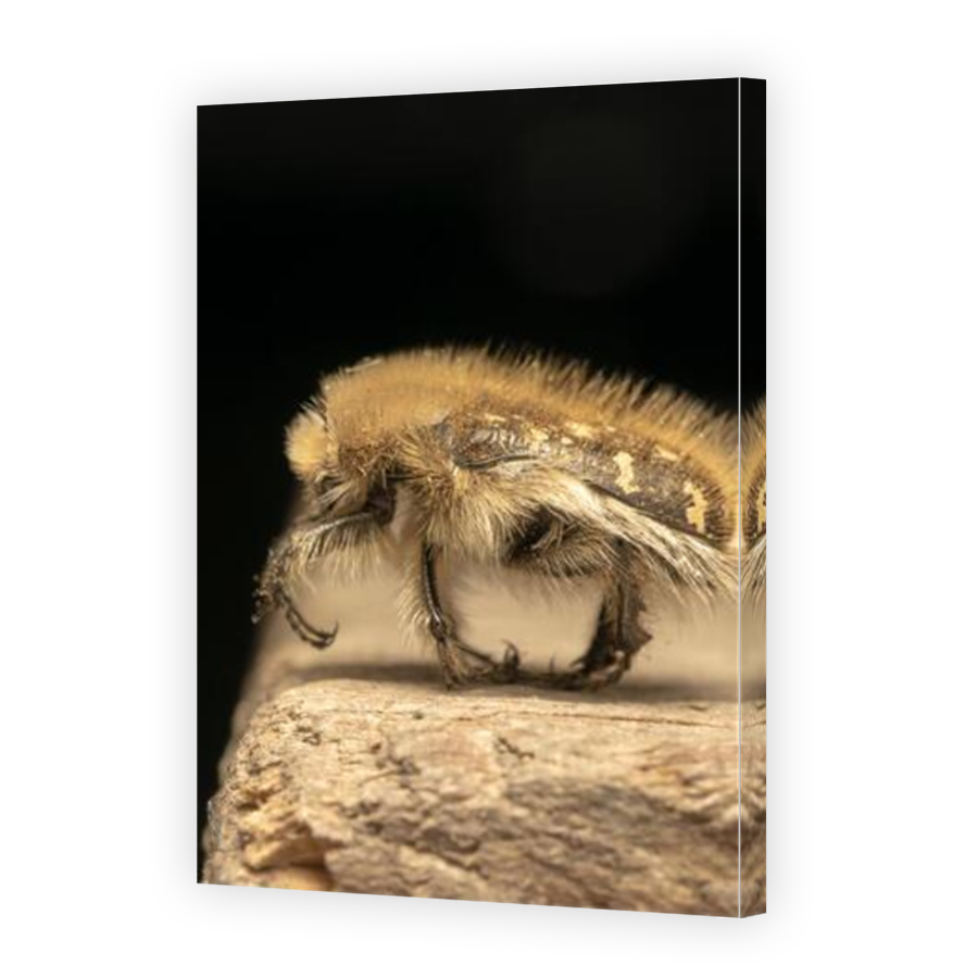 Thumbnail for Canvas - Mirror Image Canvas Wrap