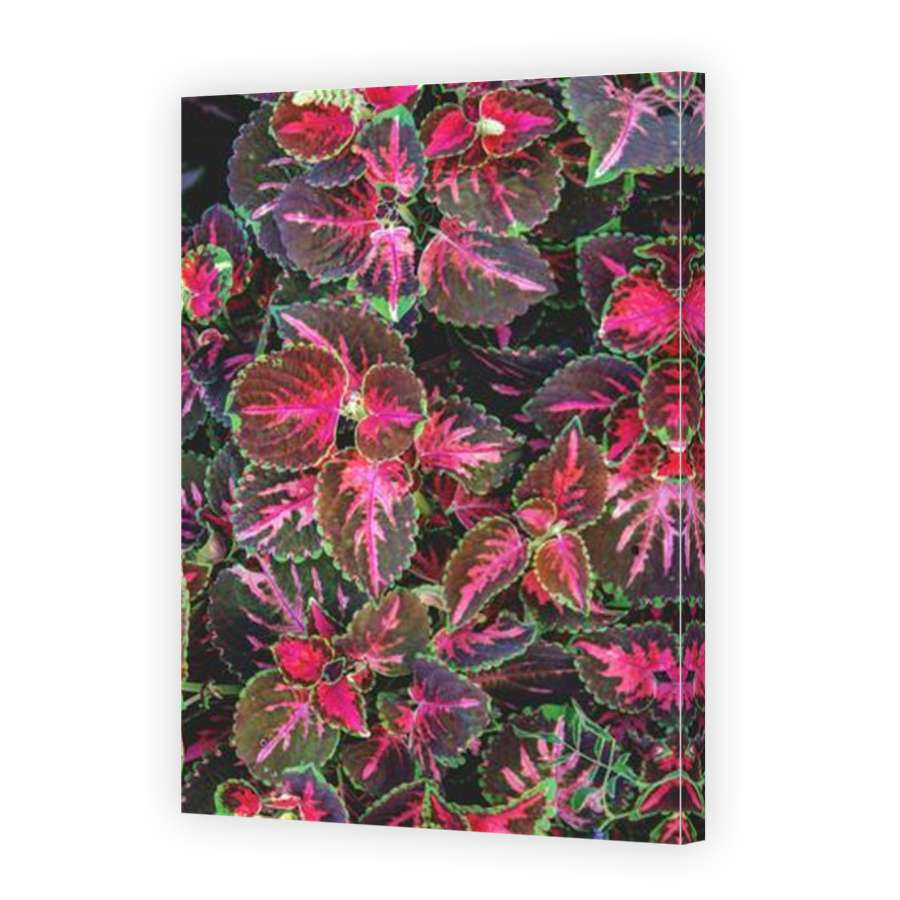 Thumbnail for Canvas - Mirror Image Canvas Wrap