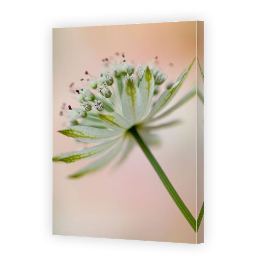 Thumbnail for Canvas - Mirror Image Canvas Wrap