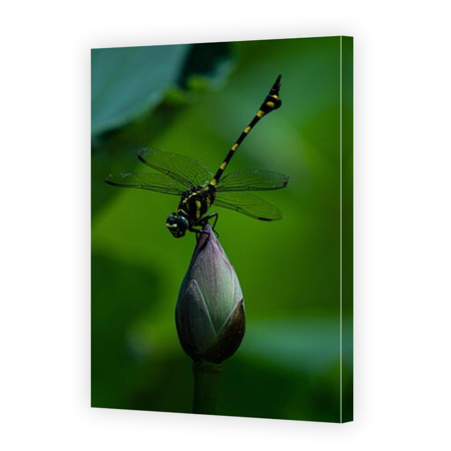 Thumbnail for Canvas - Mirror Image Canvas Wrap