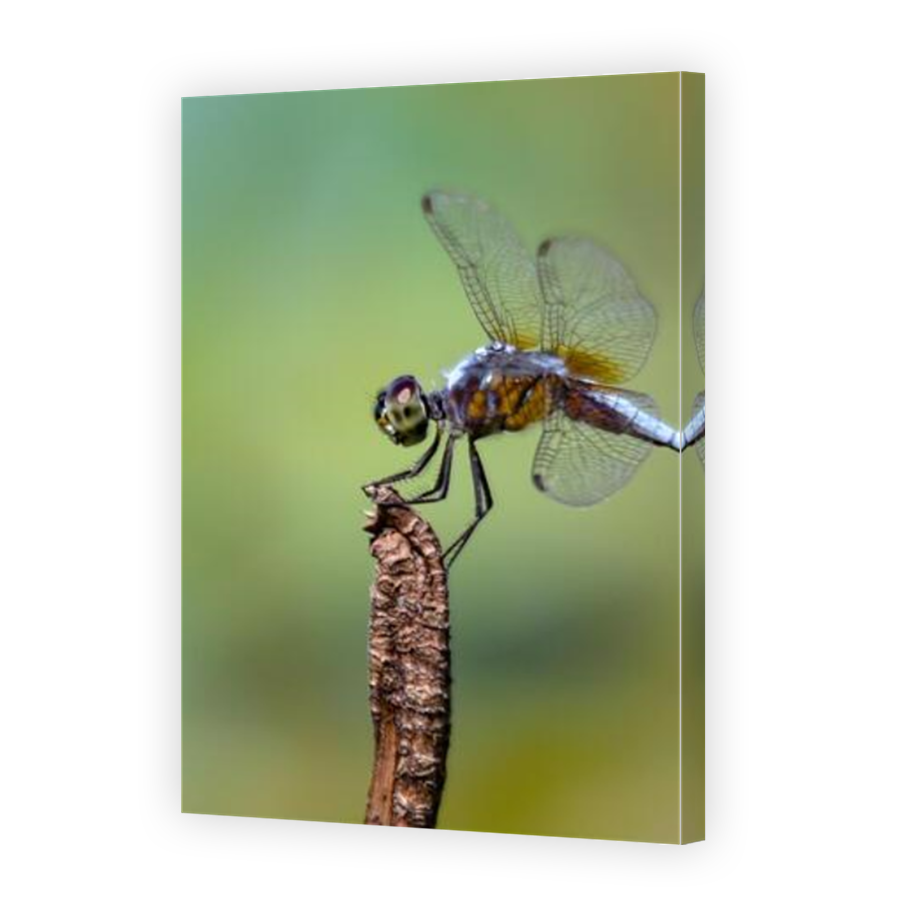 Thumbnail for Canvas - Mirror Image Canvas Wrap