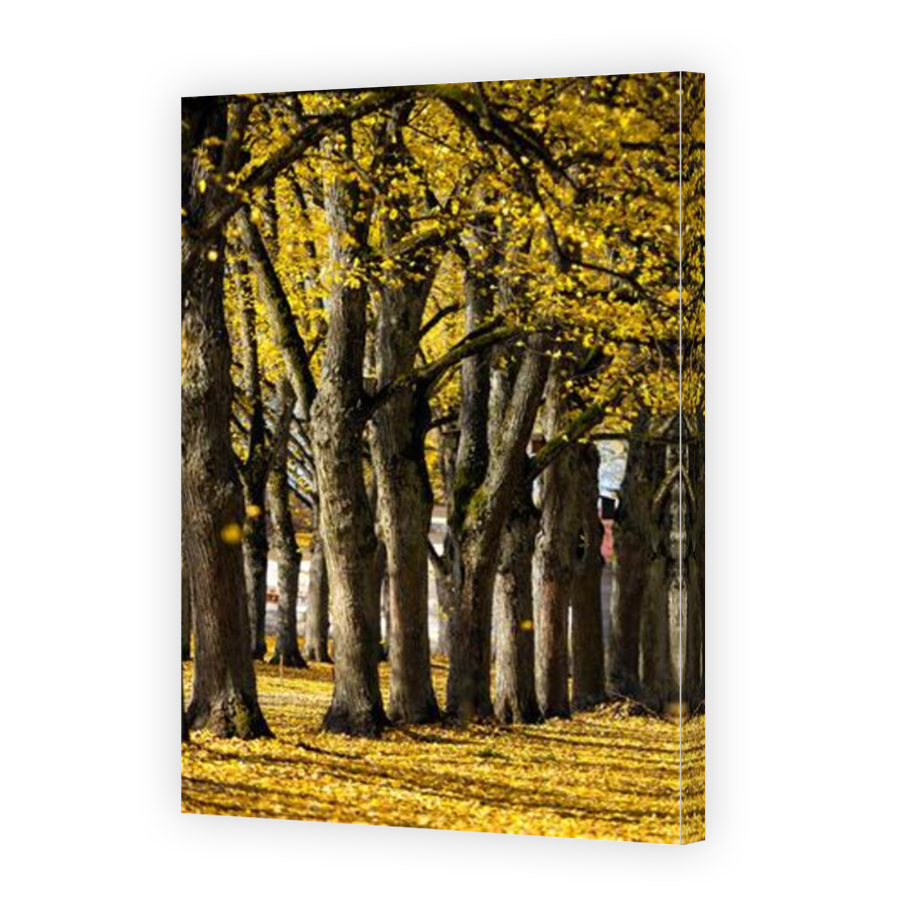 Thumbnail for Canvas - Mirror Image Canvas Wrap