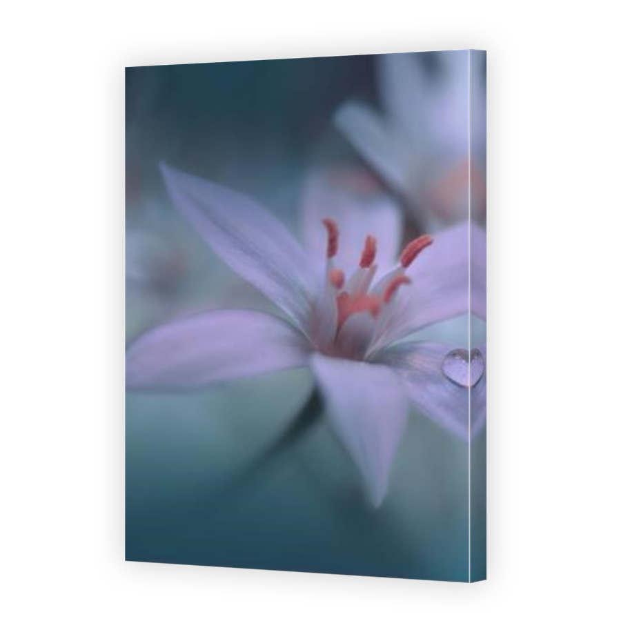 Thumbnail for Canvas - Mirror Image Canvas Wrap