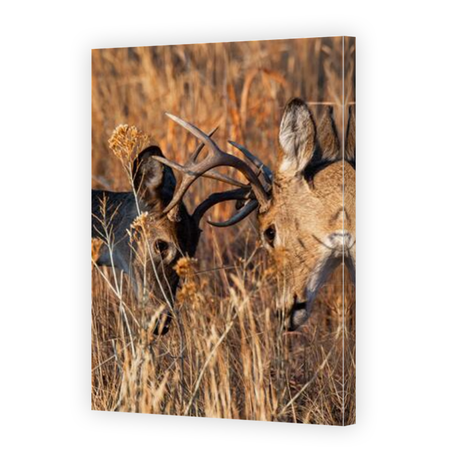 Thumbnail for Canvas - Mirror Image Canvas Wrap