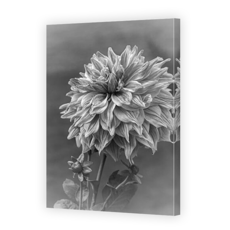 Thumbnail for Canvas - Mirror Image Canvas Wrap