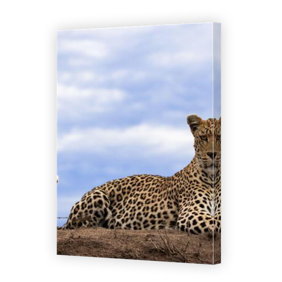 Thumbnail for Canvas - Mirror Image Canvas Wrap
