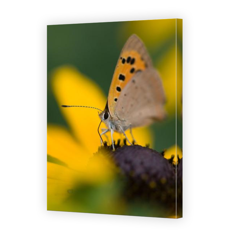 Thumbnail for Canvas - Mirror Image Canvas Wrap