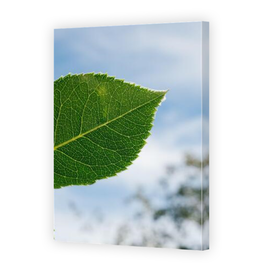Thumbnail for Canvas - Mirror Image Canvas Wrap