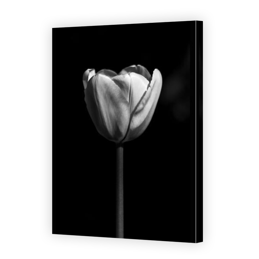 Thumbnail for Canvas - Mirror Image Canvas Wrap
