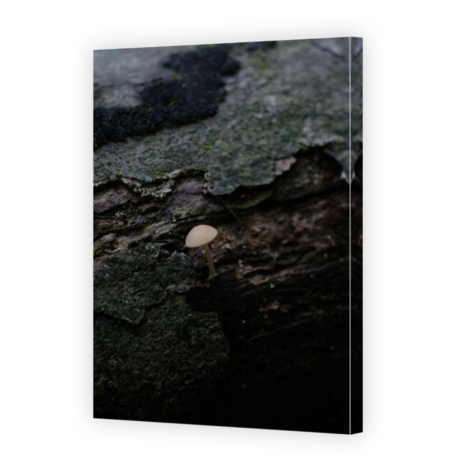 Thumbnail for Canvas - Mirror Image Canvas Wrap