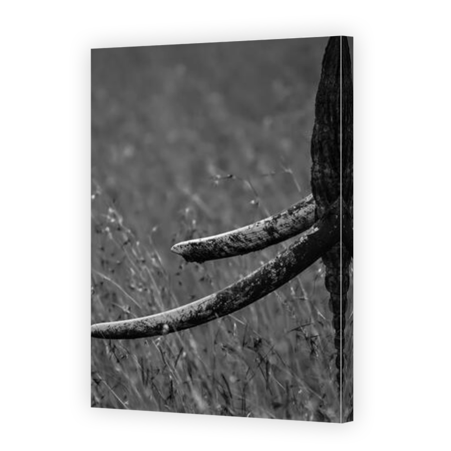 Thumbnail for Canvas - Mirror Image Canvas Wrap