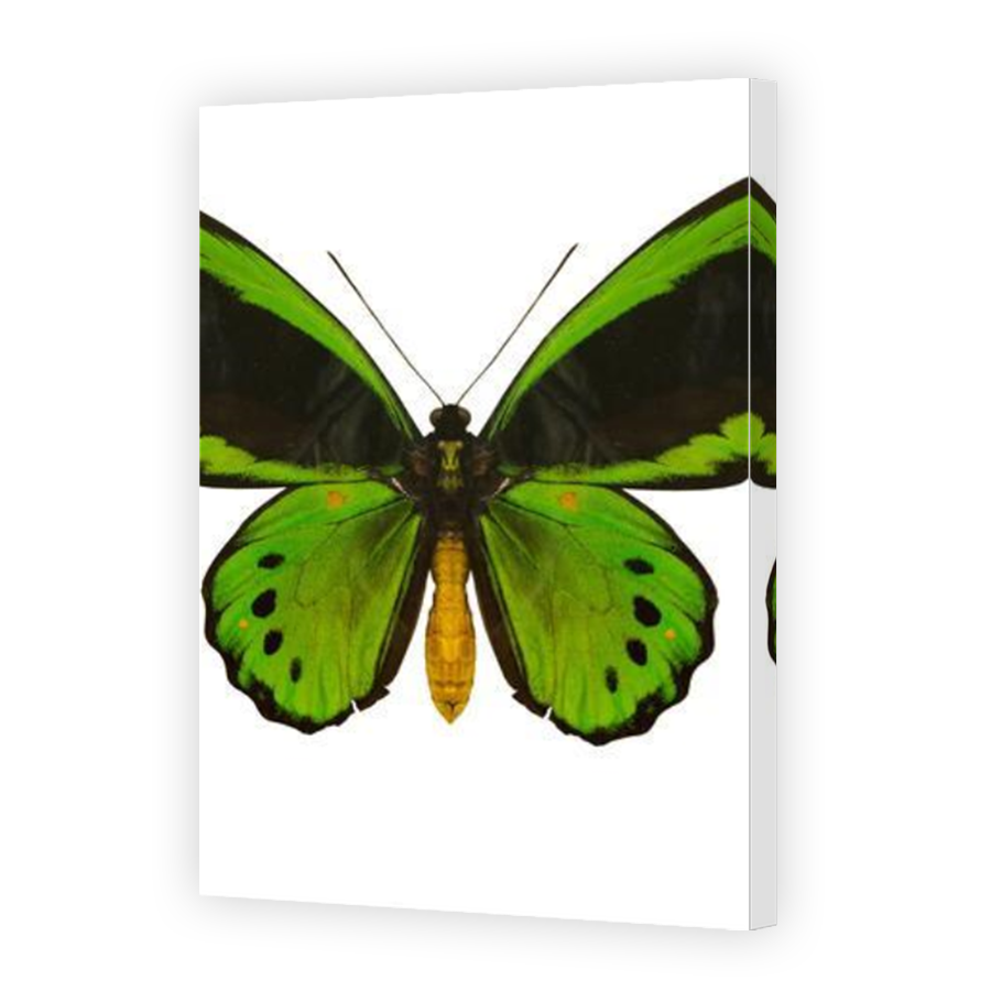Thumbnail for Canvas - Mirror Image Canvas Wrap
